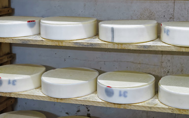 Shelves of young Comte Cheese on wooden shelves in ripening cellar of Franche Comte dairy, in France