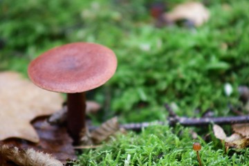 mushroom in forest