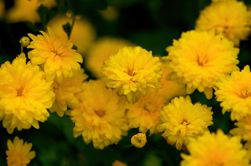Yellow chrysanthemum flowers