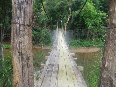 bridge in forest