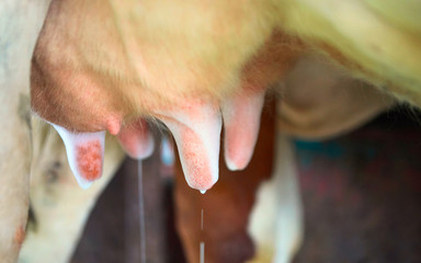 Washing of cow utter before milking process, Franche Comte, France.