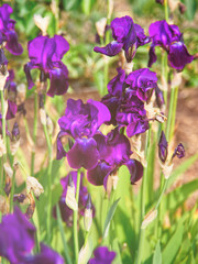 Purple Iris in the Kitchen garden in Audley, UK. Toned