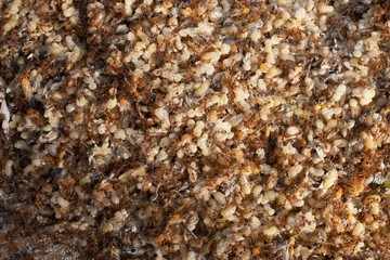 Egg-shaped ant red egg white is a protein-rich food. Of northeastern and northern Thai people, very popular In only one year you will earn a living 