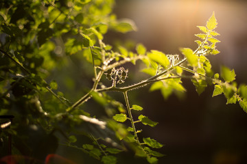 Tomatoe Plant 
