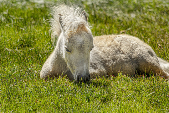 Miniture Horse