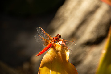 Dragonfly