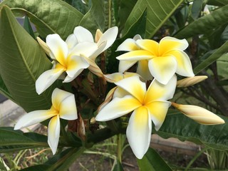 Plumeria 1