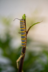 Monarch caterpillar