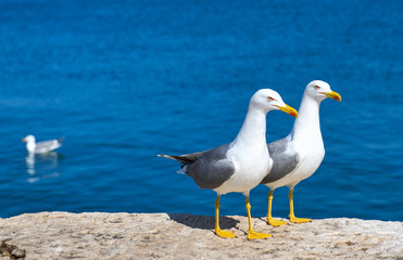 Fototapeta premium Seagulls resting on a quay wall by the sea