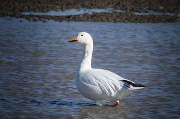 snow geese