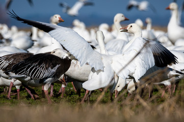 migratory snow geese wings spread
