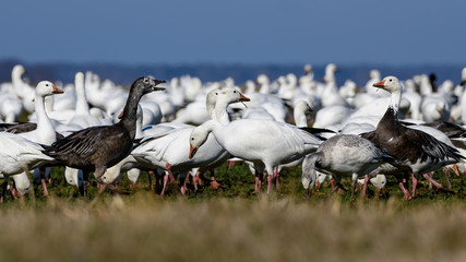 migratory snow geese feeding