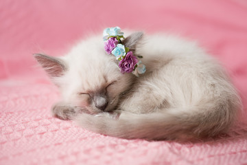 Cozy baby kitten with flowers on a pink background. Sleeping sweet cat. Greeting card for a birthday, mother's day or March 8th.