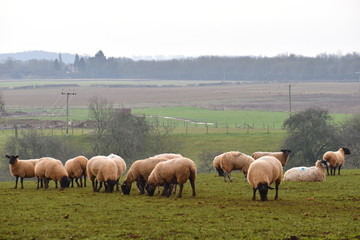 Fototapeta premium Flock of sheep in lowland fields and hills in UK have paint on their fleeces Smit marks differentiate one farmer domesticated animals from his neighbor Once sheep is sheered process has to be repeated