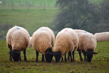 Naklejka premium Flock of white hornless ewes with patches of color painted on their wool grazing on grassland in the Cotswolds Daub of paint near the haunch or the shoulder helps farmers identify who sheep belong to