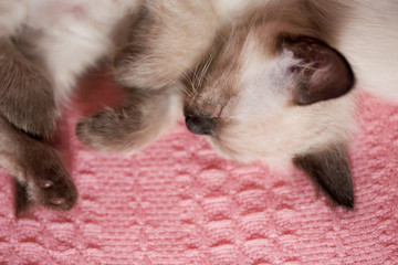 Cozy baby kitten with flowers on a pink background. Sleeping sweet cat. Greeting card for a birthday, mother's day or March 8th.