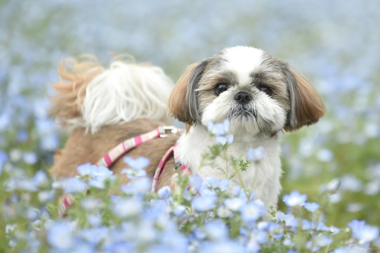 シーズー の画像 32 248 件の Stock 写真 ベクターおよびビデオ Adobe Stock シーズー の画像 32 248 件の Stock 写真 ベクターおよびビデオ Adobe Stock