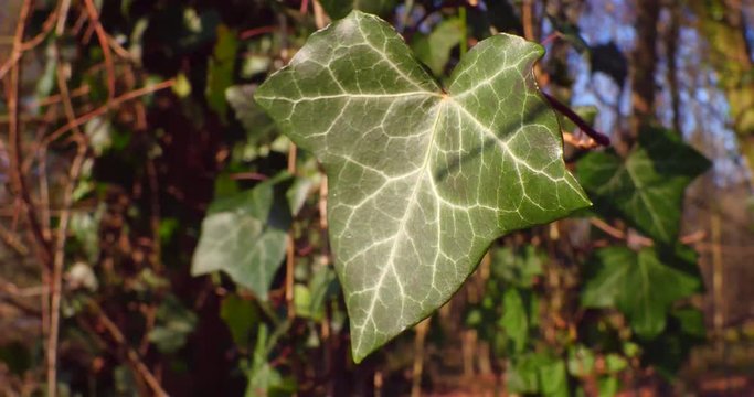 Feuille de Lierre Grimpant, Hedera helix