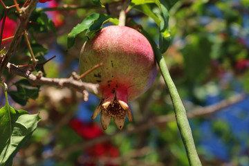 Fruits