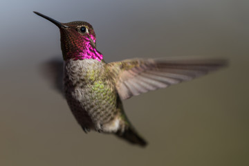Hummingbird flying, flapping its wings in flight