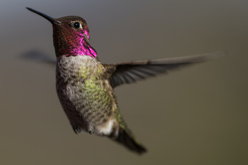 Plakat Hummingbird flying, flapping its wings in flight