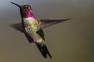 Naklejka na ściany i meble Hummingbird flying, flapping its wings in flight