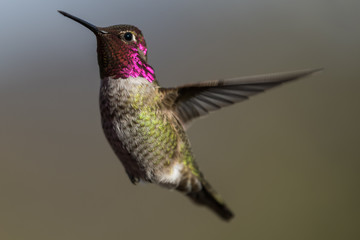 Fototapeta premium Hummingbird flying, flapping its wings in flight