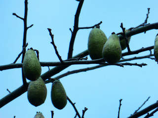 The beautiful fruit of the kapok knot