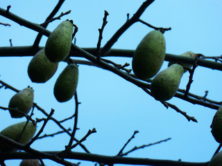 The beautiful fruit of the kapok knot