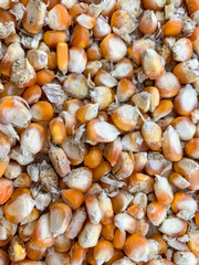 Corn seed fresh from farm