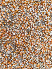 Corn seed fresh from farm