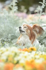 Obraz premium ミックス犬