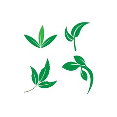 Fototapeta premium Green leaf logo