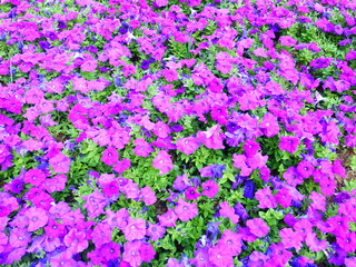 Naklejka premium Pygmy flowers