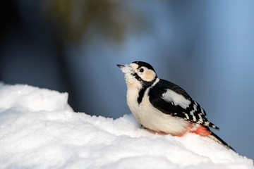 雪の中のアカゲラ