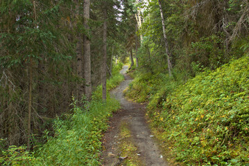 Fototapeta na wymiar Hiking Alaska trails