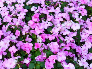 Impatiens plants and flowers