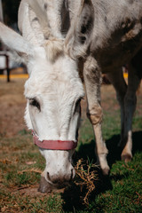 Naklejka na ściany i meble Photograph of a white donkey