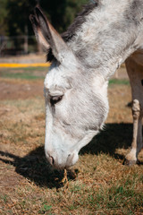 Photograph of a white donkey