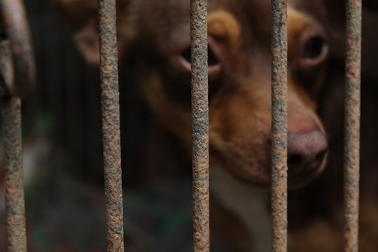 Perro enjaulado