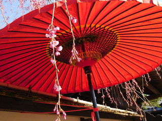 福島県会津若松市鶴ヶ城　茶室麟閣前のしだれ桜と和傘