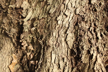 Corteza de árbol