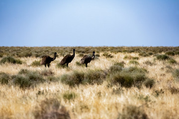 Three emus in the outback scrub in the hot midday sun