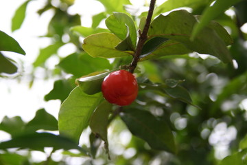 Acerola