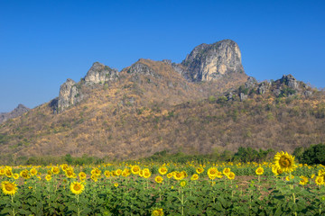 Sunflower field nature with mountain background, beautiful sunflower, landscape of sunflowers