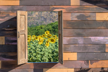 Sunflower field nature with wood frame window