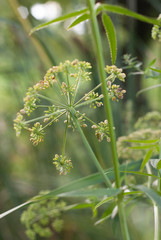 Green Plant at the Park