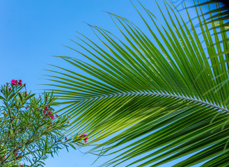 Palme et fleurs rouges