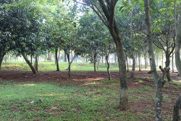 Garden in the morning of Jakarta