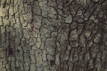 Primo piano di quercia da ghianda